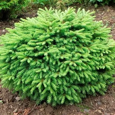 Ель НИДИФОРМИС обыкновенная  Ель НИДИФОРМИС обыкновенная в Королеве