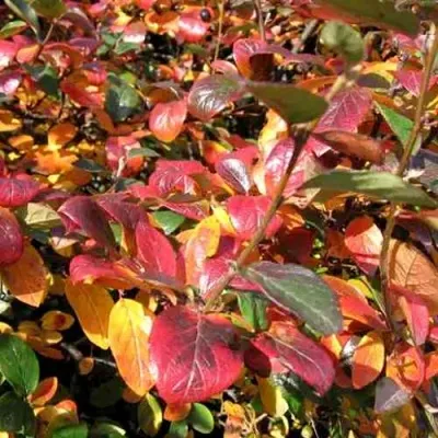 Кизильник блестящий в Королеве