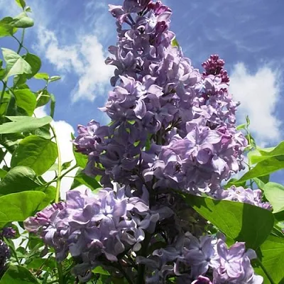 Сирень КРЫЛЬЯ НАДЕЖДЫ  Сирень КРЫЛЬЯ НАДЕЖДЫ в Королеве