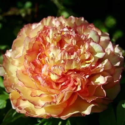 Пион ЗОЛОТАЯ РОССЫПЬ древовидный в Королеве