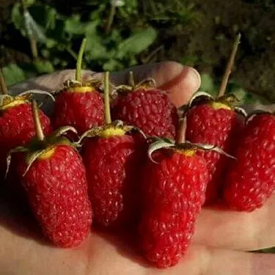 Саженцы малины ремонтантной Рубиновое ожерелье Саженцы малины ремонтантной Рубиновое ожерелье