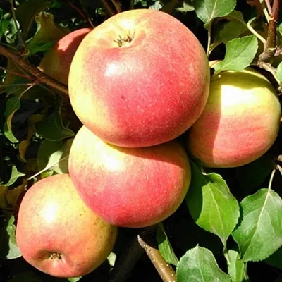 Яблоня ЭМБАССИ  Яблоня ЭМБАССИ в Королеве