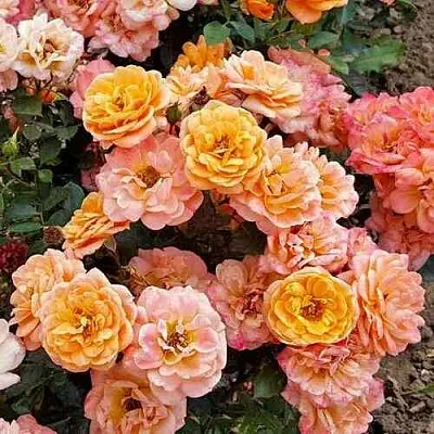 Саженцы роз ЭПРИКОТ КЛЕМЕНТИНА миниатюрная в Королеве