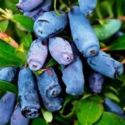 Жимолость съедобная ВОЛХОВА  Жимолость съедобная ВОЛХОВА в Королеве