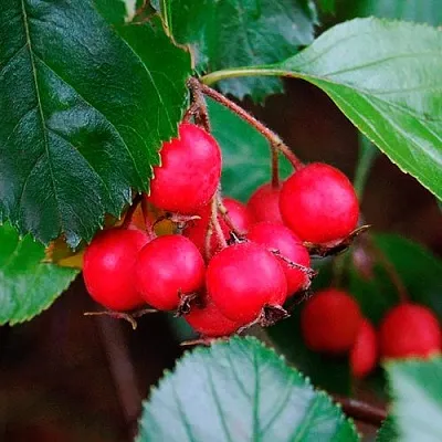 Боярышник ЛЮДМИЛ  Боярышник ЛЮДМИЛ в Королеве