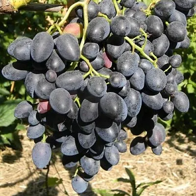 Виноград НАДЕЖДА АЗОС в Королеве