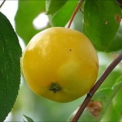 Яблоня КИТАЙКА ЖЁЛТАЯ колонновидная  Яблоня КИТАЙКА ЖЁЛТАЯ колонновидная в Королеве