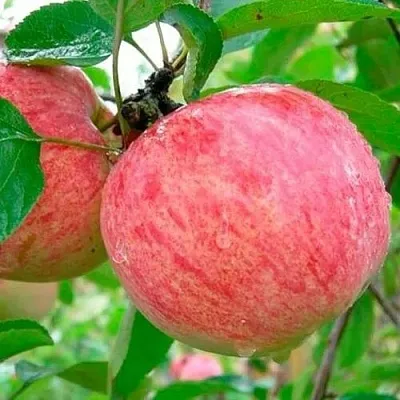 Яблоня КОРИЧНОЕ ПОЛОСАТОЕ  Яблоня КОРИЧНОЕ ПОЛОСАТОЕ в Королеве