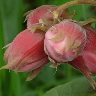 Фундук АКАДЕМИК ЯБЛОКОВ в Королеве