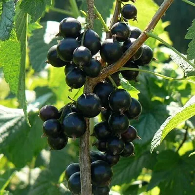 Смородина черная ВОЛОГДА  Смородина черная ВОЛОГДА в Королеве