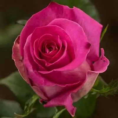 Саженцы роз ТОПАЗ чайно-гибридная в Королеве