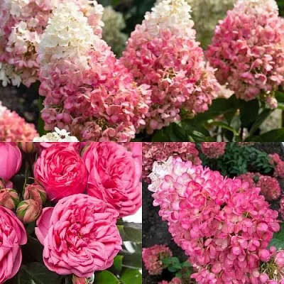 Комплект МАЛИНОВЫЙ ДЕСЕРТ в Королеве