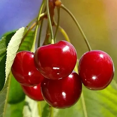 Черешня ТЕРЕМОШКА  Черешня ТЕРЕМОШКА в Королеве