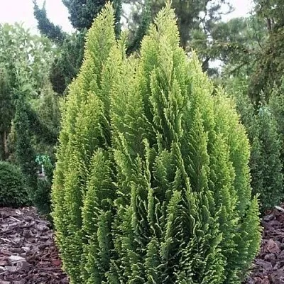 Кипарисовик ЭЛВУДИ ЭМПАЙР лавсана  Кипарисовик ЭЛВУДИ ЭМПАЙР лавсана в Королеве