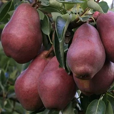 Груша РЕД ВИЛЬЯМС  Груша РЕД ВИЛЬЯМС в Королеве