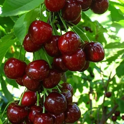 Вишня ВОСТОРГ колонновидная  Вишня ВОСТОРГ колонновидная в Королеве