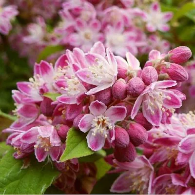 Дейция СТРОБЕРРИ ФИЛДС   Дейция СТРОБЕРРИ ФИЛДС  в Королеве