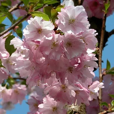 Вишня АККОЛЕЙД цветущая  Вишня АККОЛЕЙД цветущая в Королеве