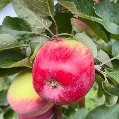 Яблоня АРБАТ колонновидная  Яблоня АРБАТ колонновидная в Королеве