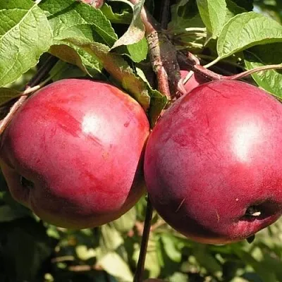 Яблоня ДАРУНАК  Яблоня ДАРУНАК в Королеве