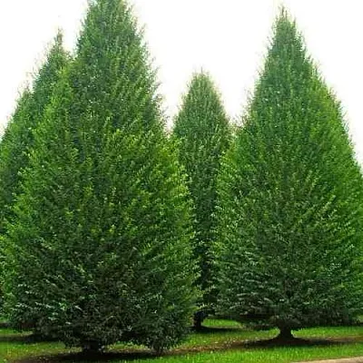 Граб   Граб  в Королеве