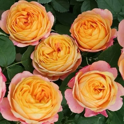 Саженцы роз БЕБИ РОМАНТИКА миниатюрная в Королеве