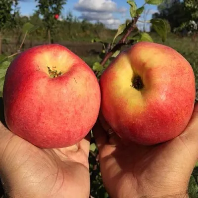 Яблоня КОВРОВОЕ стелющаяся  Яблоня КОВРОВОЕ стелющаяся в Королеве