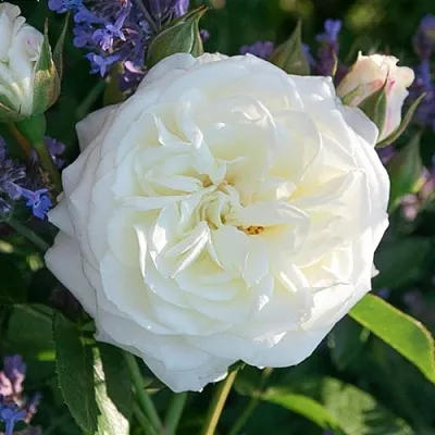 Саженцы роз АЛАБАСТЕР флорибунда  Саженцы роз АЛАБАСТЕР флорибунда в Королеве