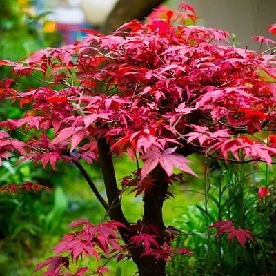 Клен дланевидный АТРОПУРПУРЕУМ  Клен дланевидный АТРОПУРПУРЕУМ в Королеве