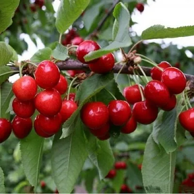 Черешня ДОНЕЦКАЯ КРАСАВИЦА  Черешня ДОНЕЦКАЯ КРАСАВИЦА в Королеве