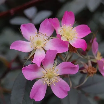 Саженцы роз сизая  Саженцы роз сизая в Королеве