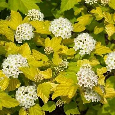 Пузыреплодник ДАРТС ГОЛД  Пузыреплодник ДАРТС ГОЛД в Королеве