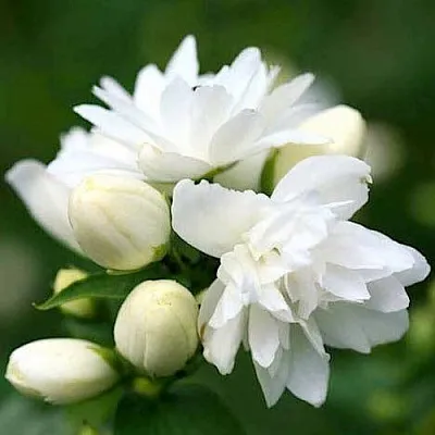 Жасмин ШНЕЕШТРУМ  Жасмин ШНЕЕШТРУМ в Королеве