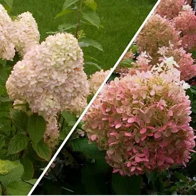 Комплект НЕЖНЫЕ ЧУВСТВА в Королеве