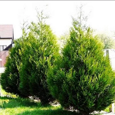 Туя АТРОВИРЕНС складчатая в Королеве