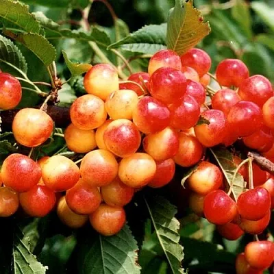 Черешня БЮТТНЕРА КРАСНАЯ  Черешня БЮТТНЕРА КРАСНАЯ в Королеве