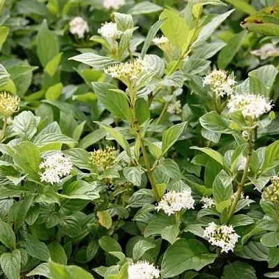 Дерен ФЛАВИРАМЕА отпрысковый   Дерен ФЛАВИРАМЕА отпрысковый  в Королеве