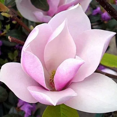 Магнолия АЛЕКСАНДРИНА  в Королеве