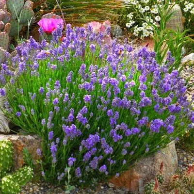 Лаванда ДВАРФ БЛЮ Лаванда ДВАРФ БЛЮ