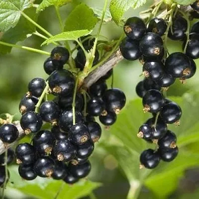 Смородина чёрная ВОЛШЕБНИЦА  Смородина чёрная ВОЛШЕБНИЦА в Королеве