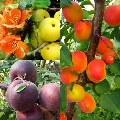 Комплект САД ДЛЯ ГУРМАНА в Королеве