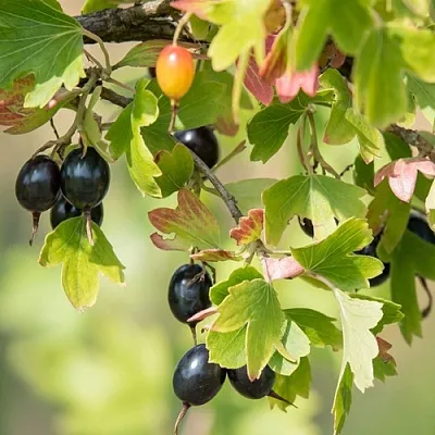 Смородина золотистая БЛЭЙКСТ  Смородина золотистая БЛЭЙКСТ в Королеве