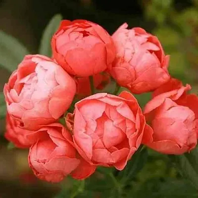 Саженцы роз ОРАНЖ МОРСДАГ полиантовая в Королеве