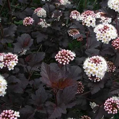 Пузыреплодник ДИАБЛО  Пузыреплодник ДИАБЛО в Королеве