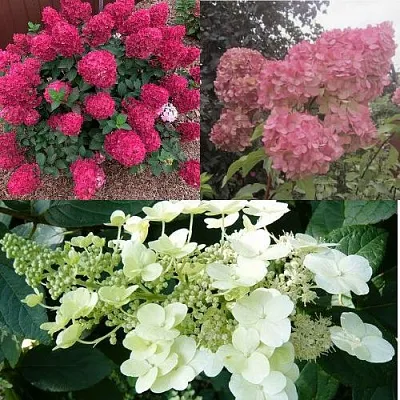 Комплект САД ЭМОЦИЙ в Королеве