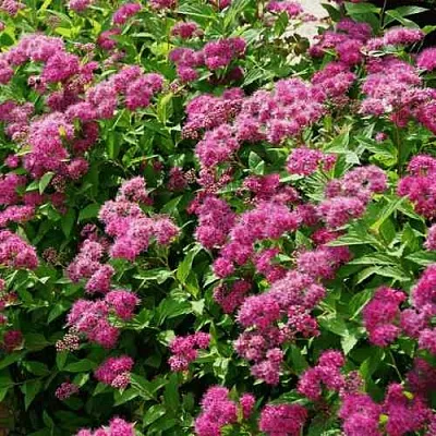 Спирея КРИСПА японская  Спирея КРИСПА японская в Королеве