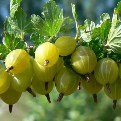 Крыжовник ХИННОНМАЙНЕН КЕЛЬТАЙНЕН  Крыжовник ХИННОНМАЙНЕН КЕЛЬТАЙНЕН в Королеве