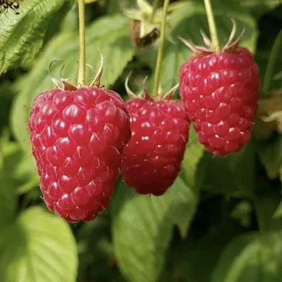 Малина МАПЕМА   Малина МАПЕМА  в Королеве