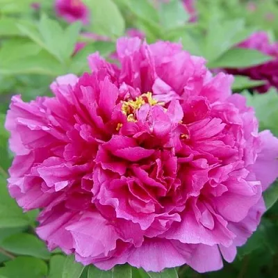 Пион ЛИЛОВАЯ ФАНТАЗИЯ древовидный в Королеве