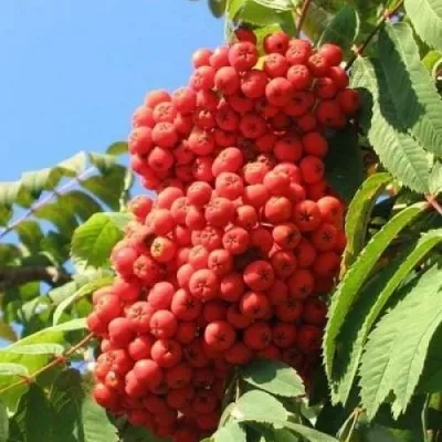 Рябина НЕВЕЖИНСКАЯ сладкоплодная в Королеве